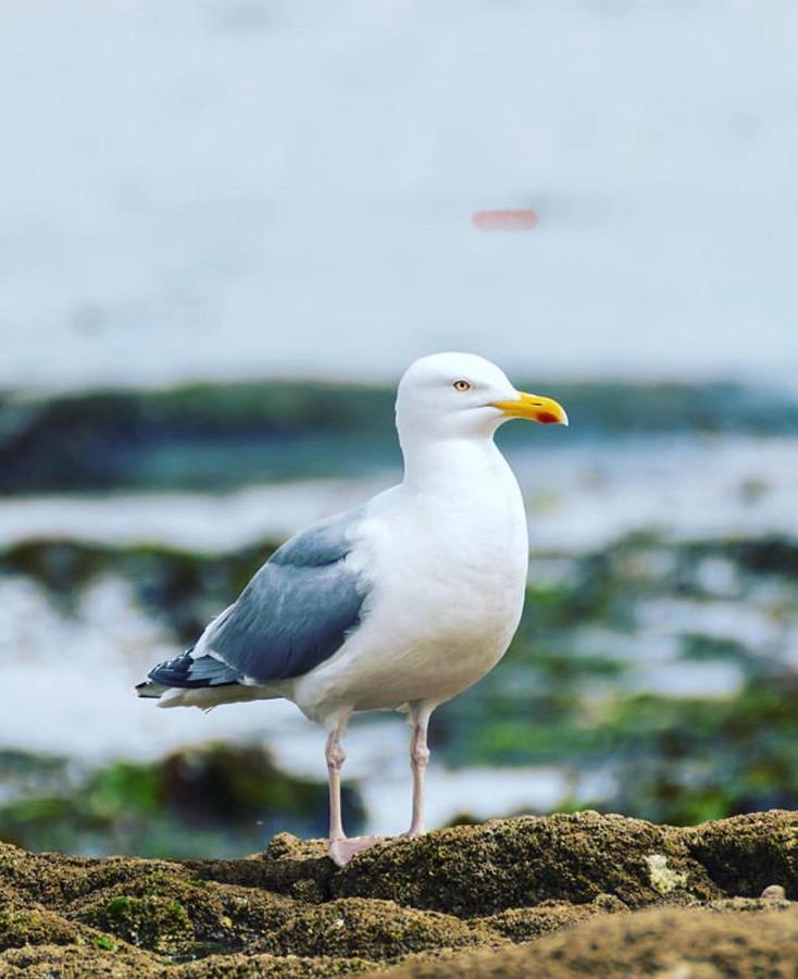 Sleepinconcarneau, 200 M De La Mer, Centre-Ville Pietonnier エクステリア 写真
